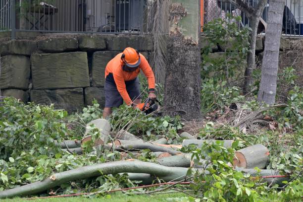 Best Tree Risk Assessment  in USA